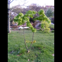 Acer palmatum cv Kinkakure (fam Aceracees) (1)